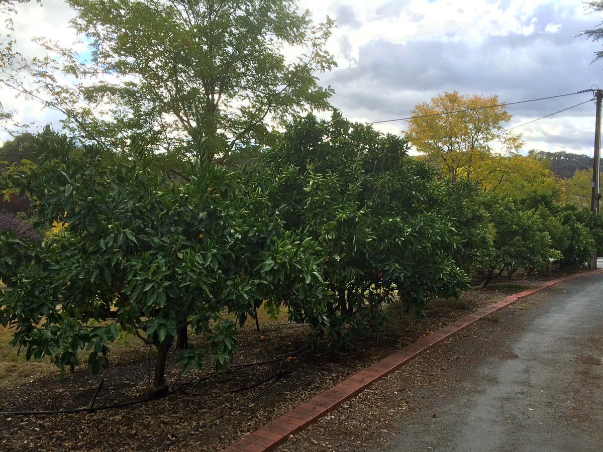 Vineyard Cottage BnB Gumeracha Exteriör bild